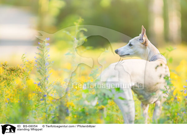 standing Whippet / BS-08054