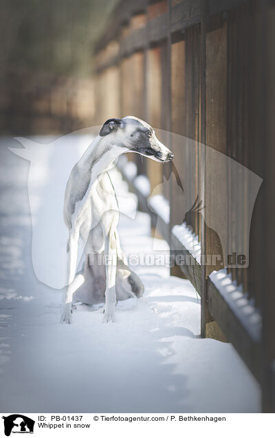 Whippet in snow / PB-01437