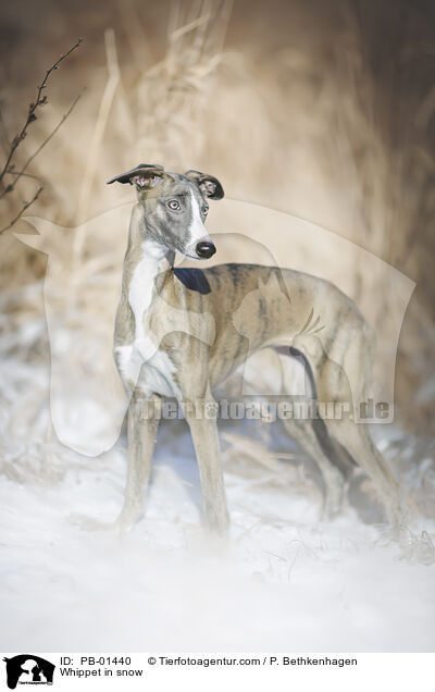 Whippet in snow / PB-01440