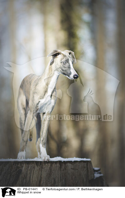 Whippet in snow / PB-01441