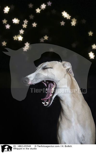 Whippet in the studio / HBO-05546