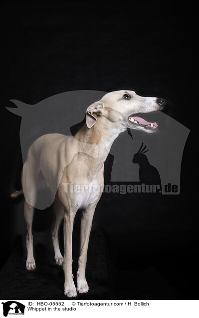 Whippet in the studio / HBO-05552