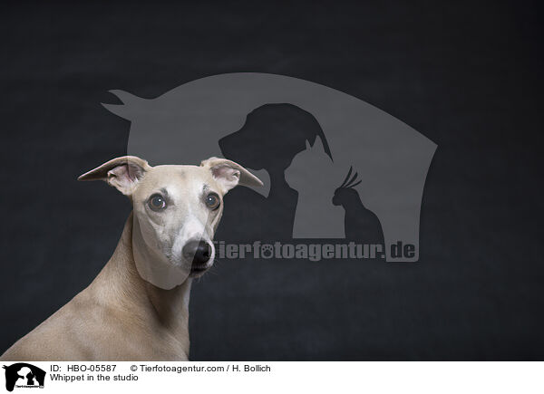 Whippet in the studio / HBO-05587