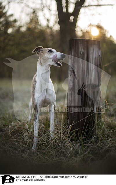 one year old Whippet / MW-27544