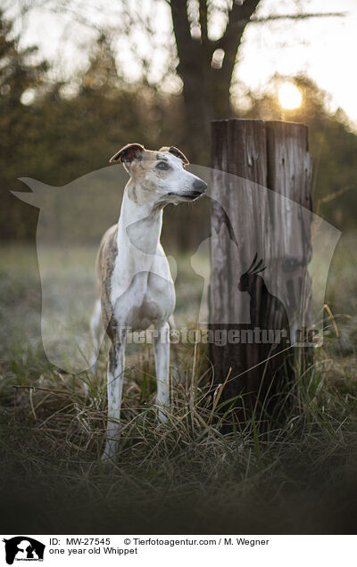 one year old Whippet / MW-27545