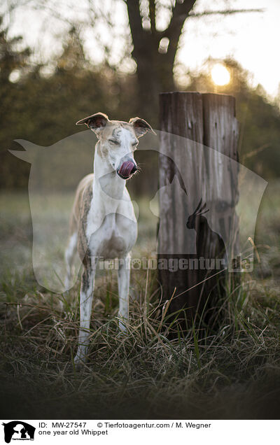 one year old Whippet / MW-27547