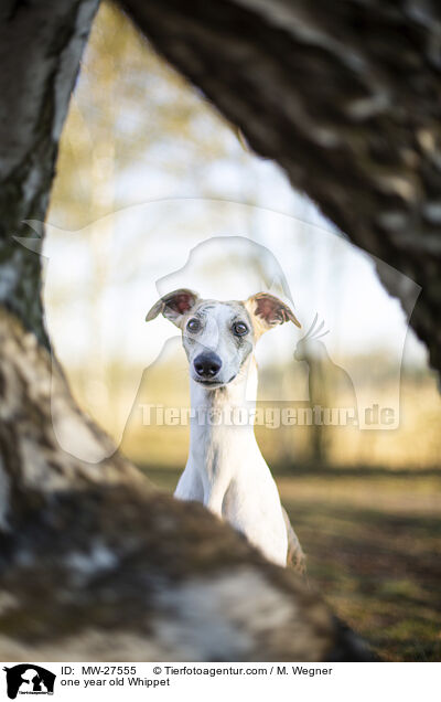 one year old Whippet / MW-27555