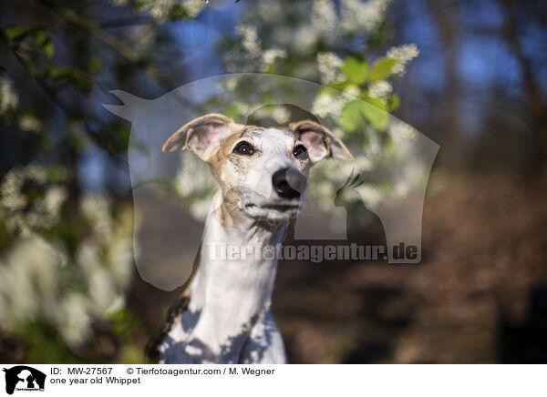 one year old Whippet / MW-27567
