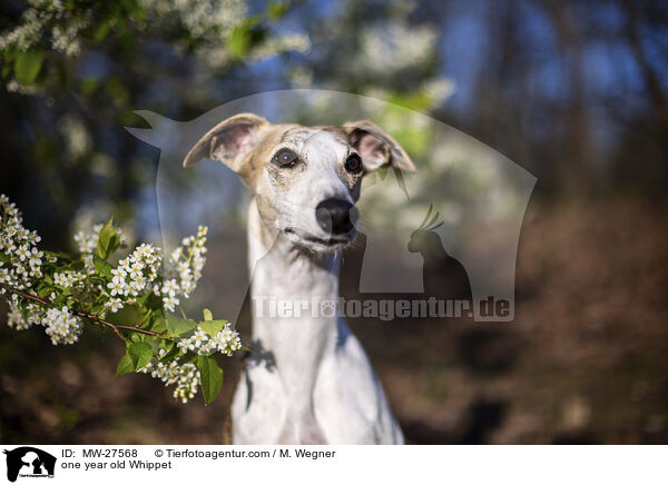 one year old Whippet / MW-27568