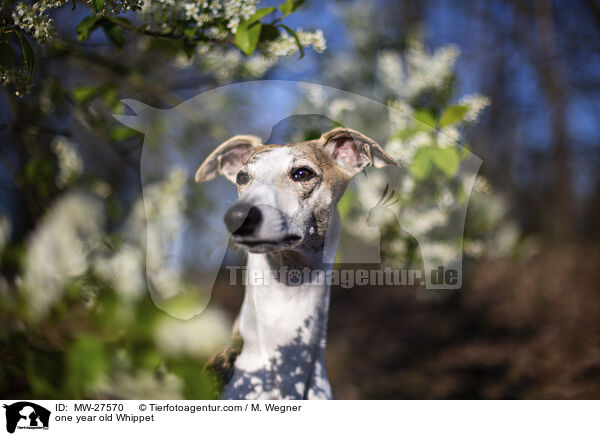 one year old Whippet / MW-27570