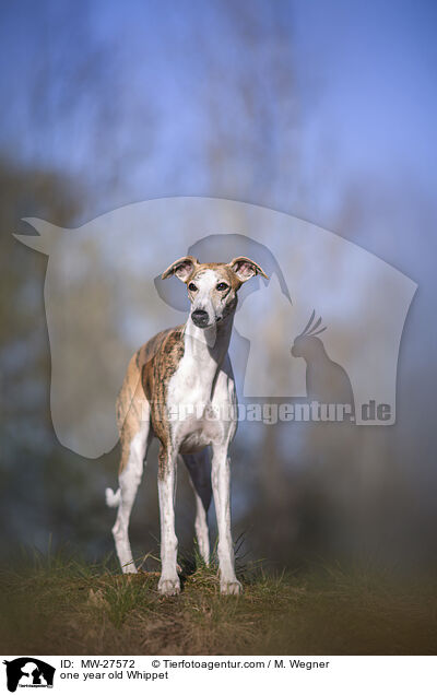one year old Whippet / MW-27572