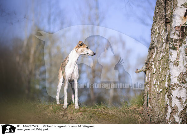 one year old Whippet / MW-27574