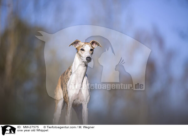 one year old Whippet / MW-27575