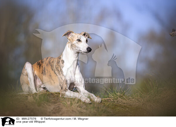 one year old Whippet / MW-27576