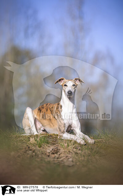 one year old Whippet / MW-27578
