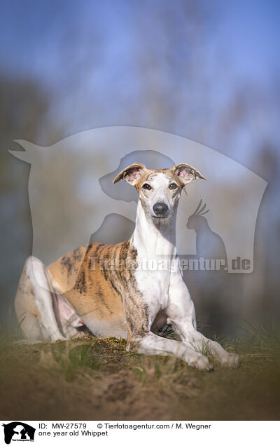 one year old Whippet / MW-27579