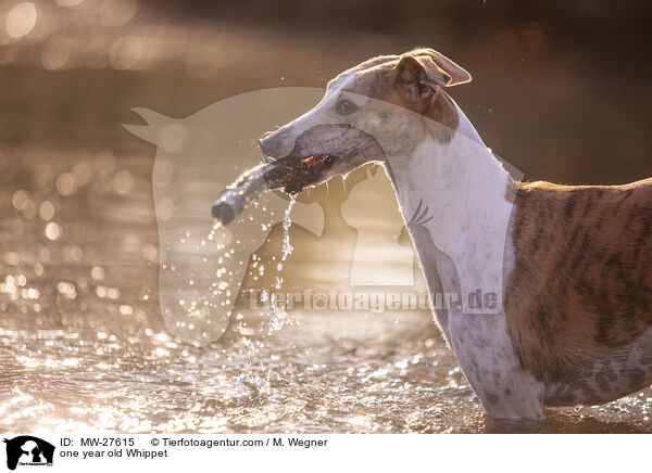 einjhriger Whippet / one year old Whippet / MW-27615