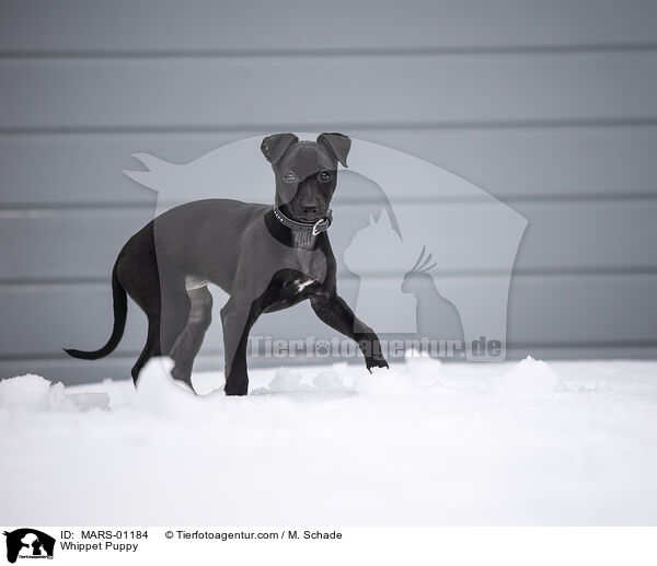 Whippet Puppy / MARS-01184