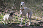 Whippet and pug