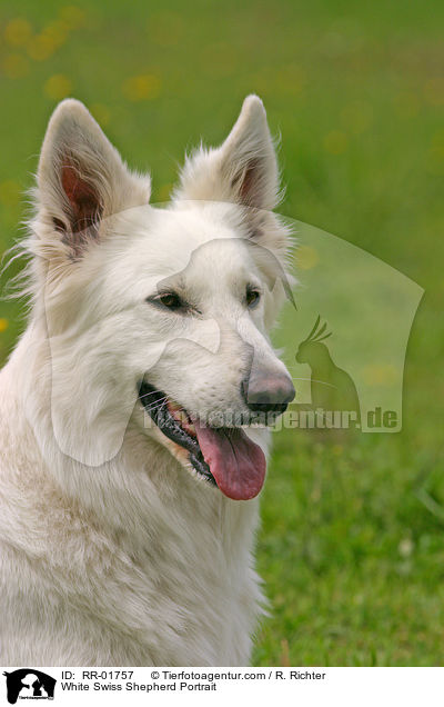 White Swiss Shepherd Portrait / RR-01757