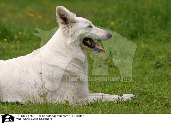 lying White Swiss Shepherd / RR-01759