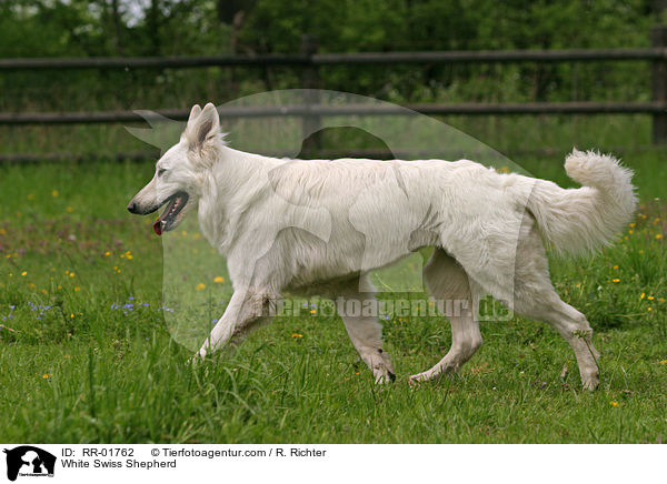 White Swiss Shepherd / RR-01762