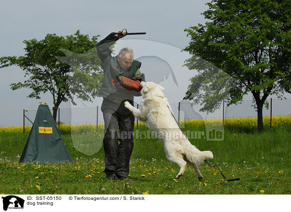 dog training / SST-05150