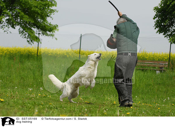 dog training / SST-05169