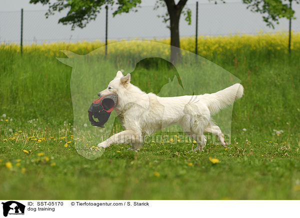 dog training / SST-05170