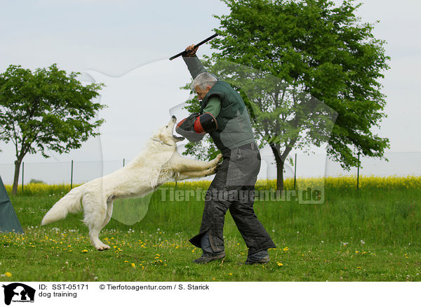 dog training / SST-05171