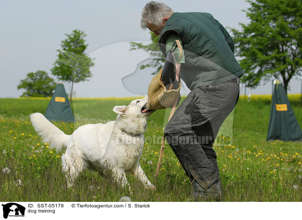 dog training / SST-05178
