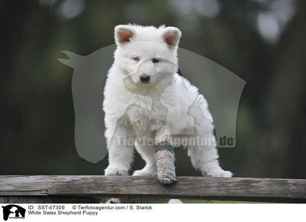 White Swiss Shepherd Puppy / SST-07309