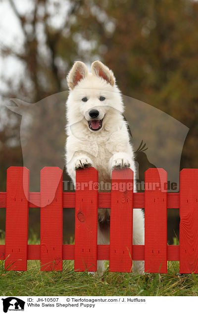 White Swiss Shepherd Puppy / JH-10507