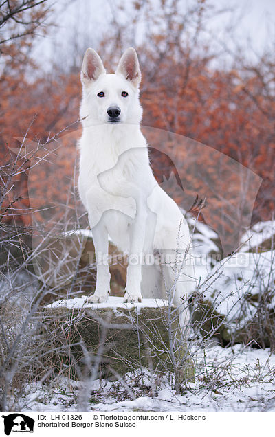 shortaired Berger Blanc Suisse / LH-01326