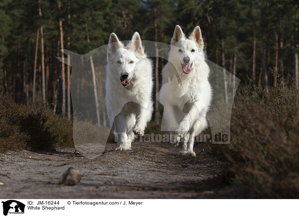 Weier Schferhund / White Shepherd / JM-16244