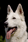 white Shepherd