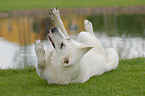 wallowing white shepherd