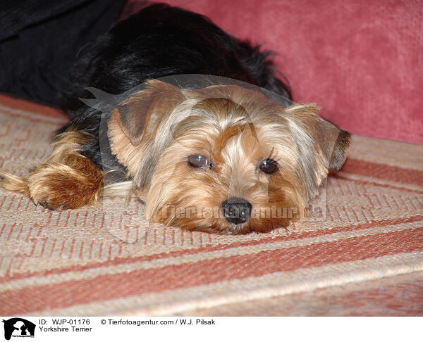 Yorkshire Terrier / WJP-01176