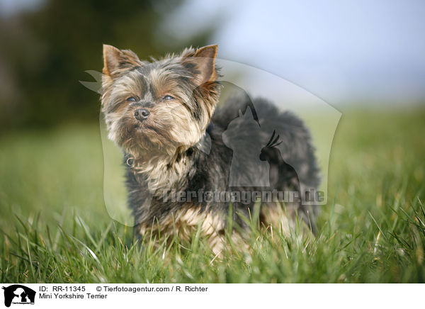 Mini Yorkshire Terrier / RR-11345