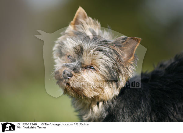 Mini Yorkshire Terrier / RR-11346
