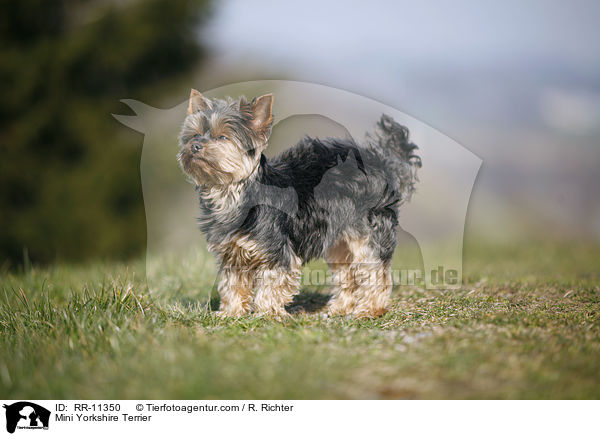 Mini Yorkshire Terrier / RR-11350