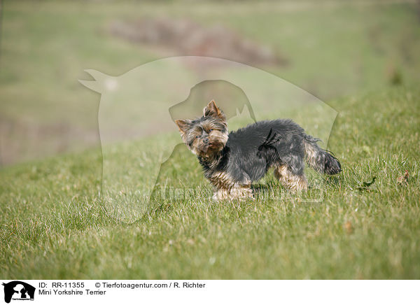Mini Yorkshire Terrier / RR-11355