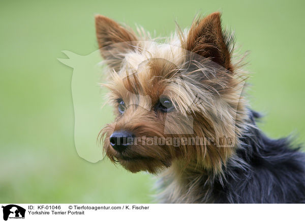 Yorkshire Terrier Portrait / KF-01046