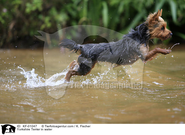 Yorkshire Terrier in water / KF-01047