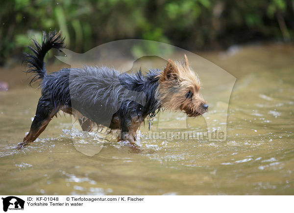Yorkshire Terrier in water / KF-01048