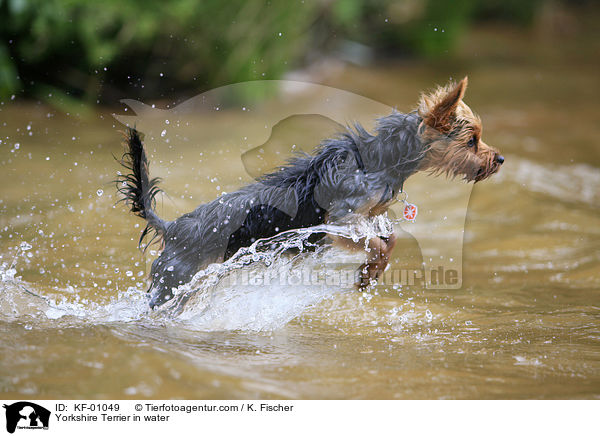 Yorkshire Terrier in water / KF-01049