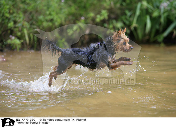 Yorkshire Terrier in water / KF-01050