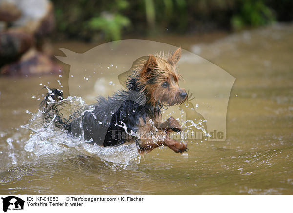 Yorkshire Terrier in water / KF-01053