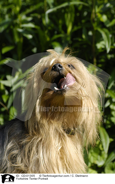 Yorkshire Terrier Portrait / CD-01305