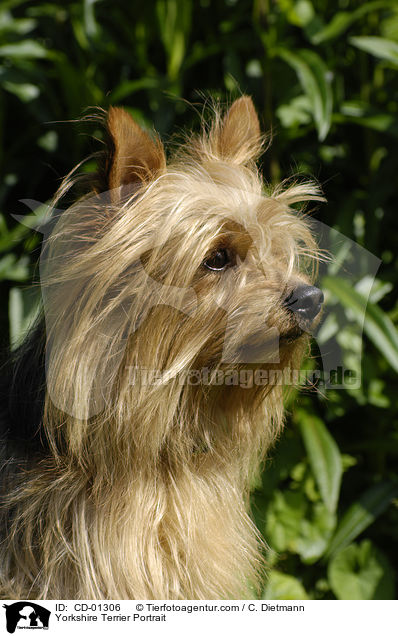 Yorkshire Terrier Portrait / CD-01306